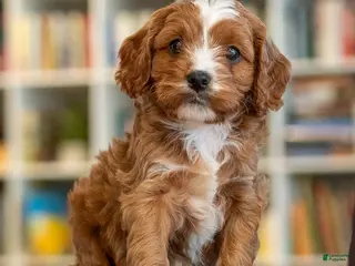 Cavapoo dogs Max - Ad 21