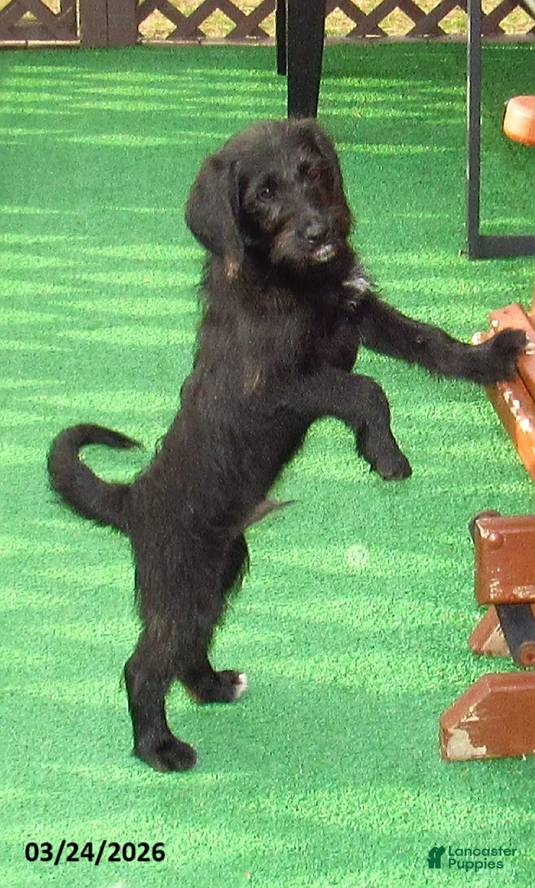 Labradoodle dogs for sale: Milo - Ad 1