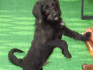 Labradoodle dogs for sale: Milo - Ad 2
