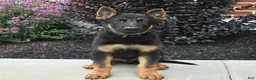 German Shepherd dogs for sale: Kristian - Ad 3