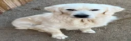 Golden Retriever dogs for sale: Peach - Ad 4