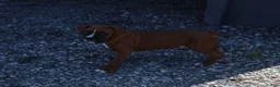 Boxer dogs for sale: Atticus - Ad 6