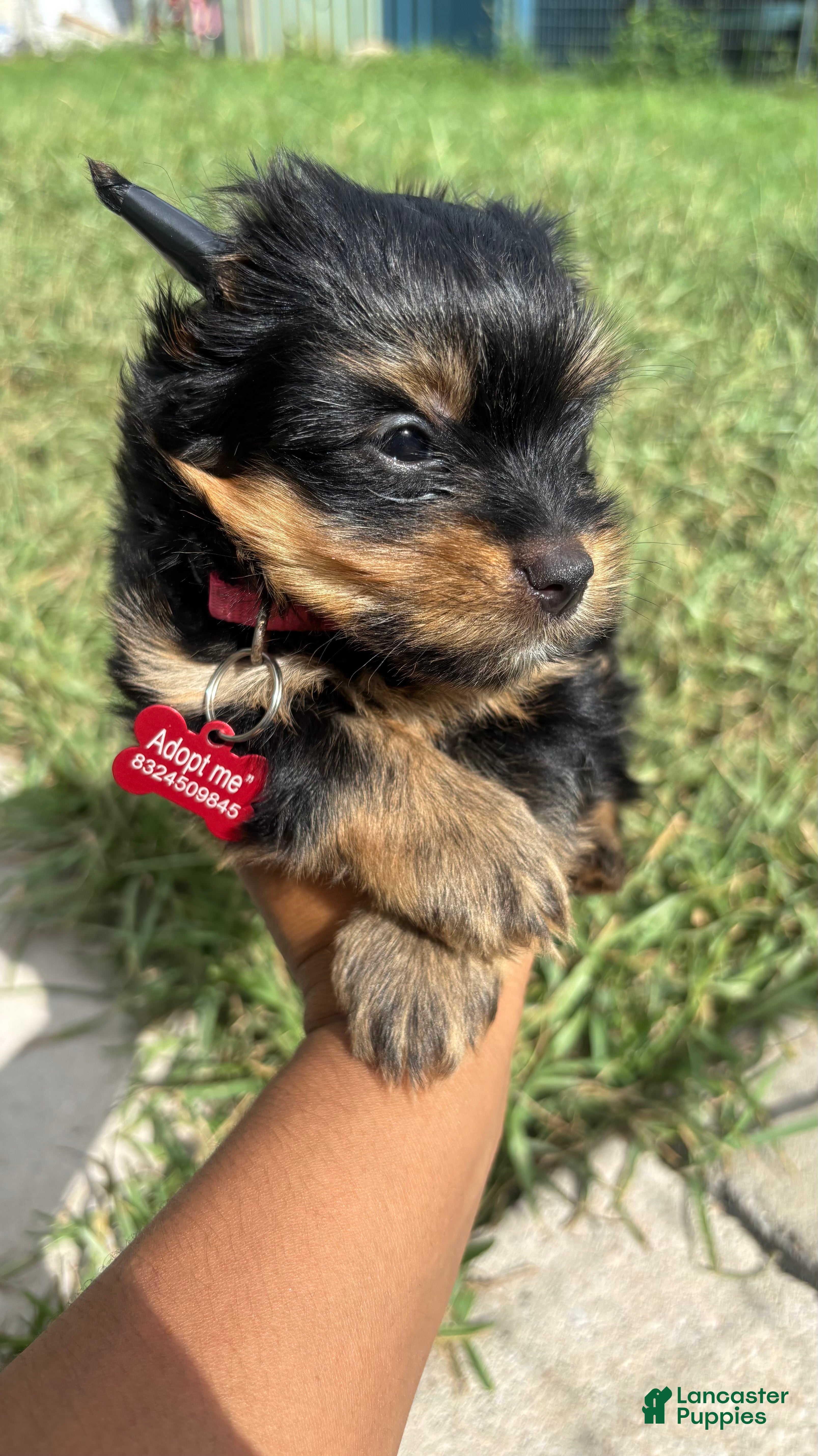 Yorkshire Terrier dogs Yorkshire Terrier 2 - Ad 2