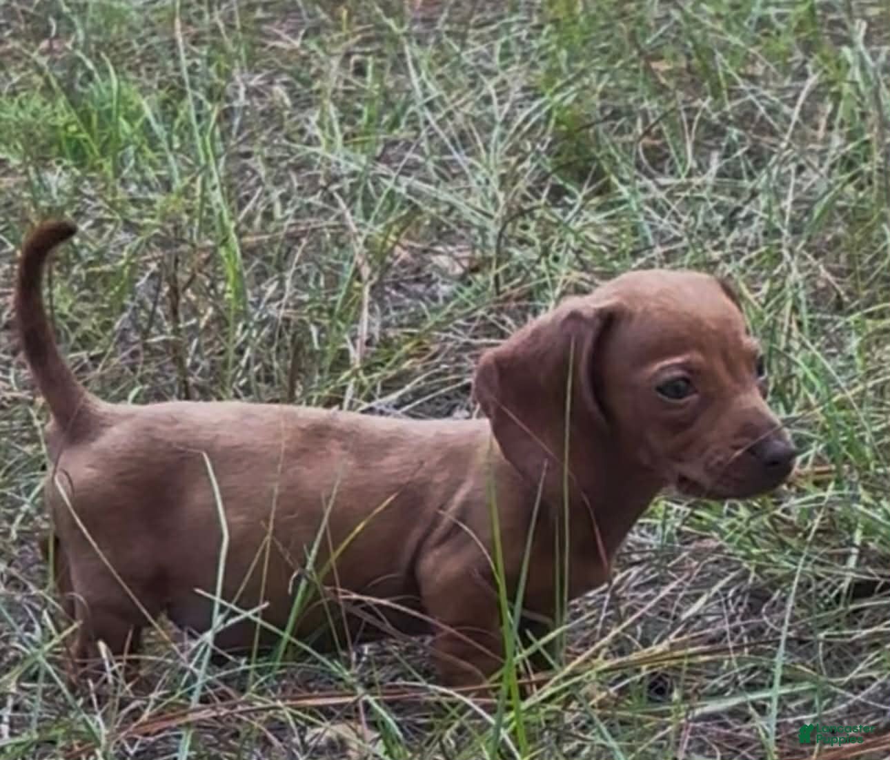 Miniature Dachshund dogs Miniature Dachshund Puppy 1 - Ad 1