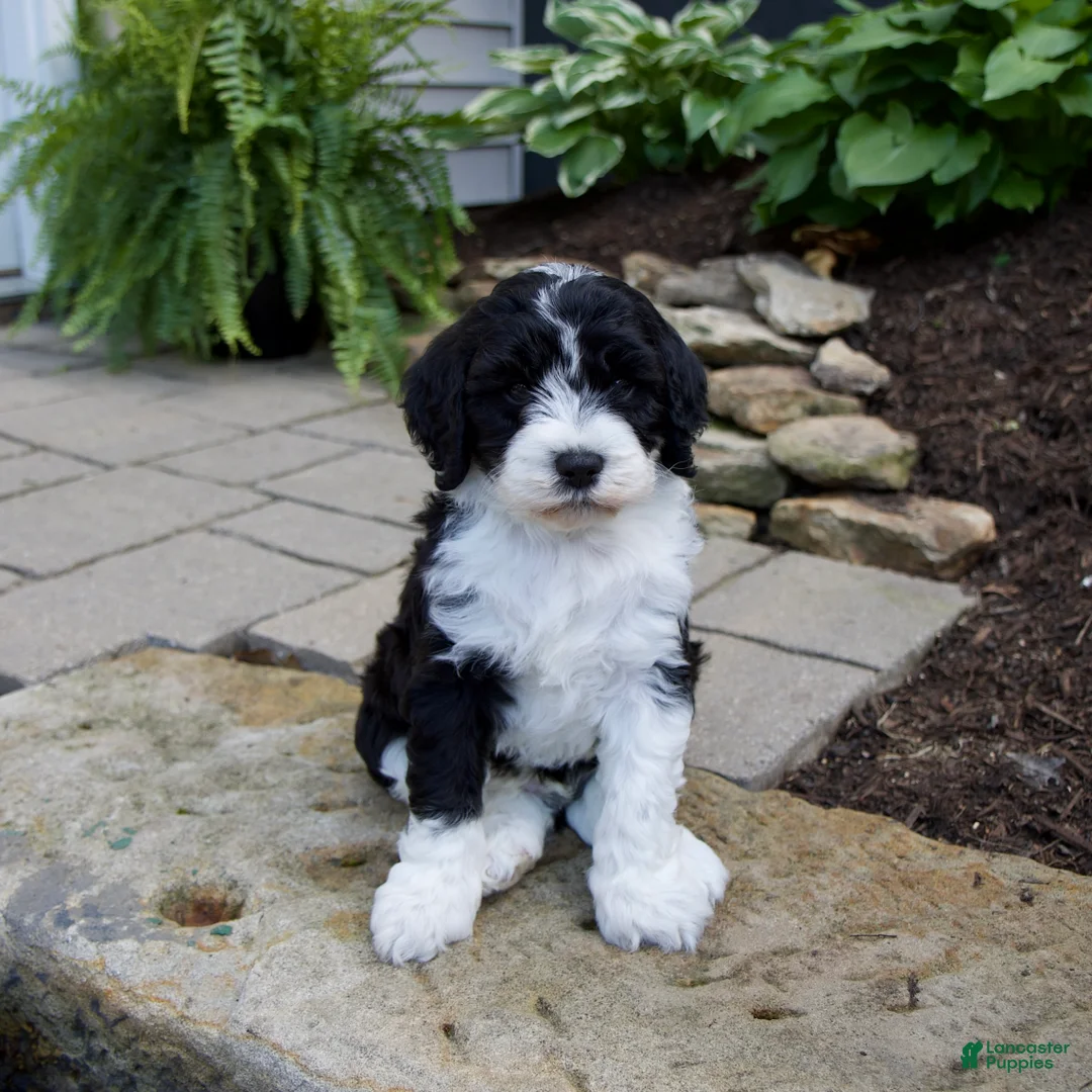 Mixed Breed dogs for sale: Flash - Ad 2