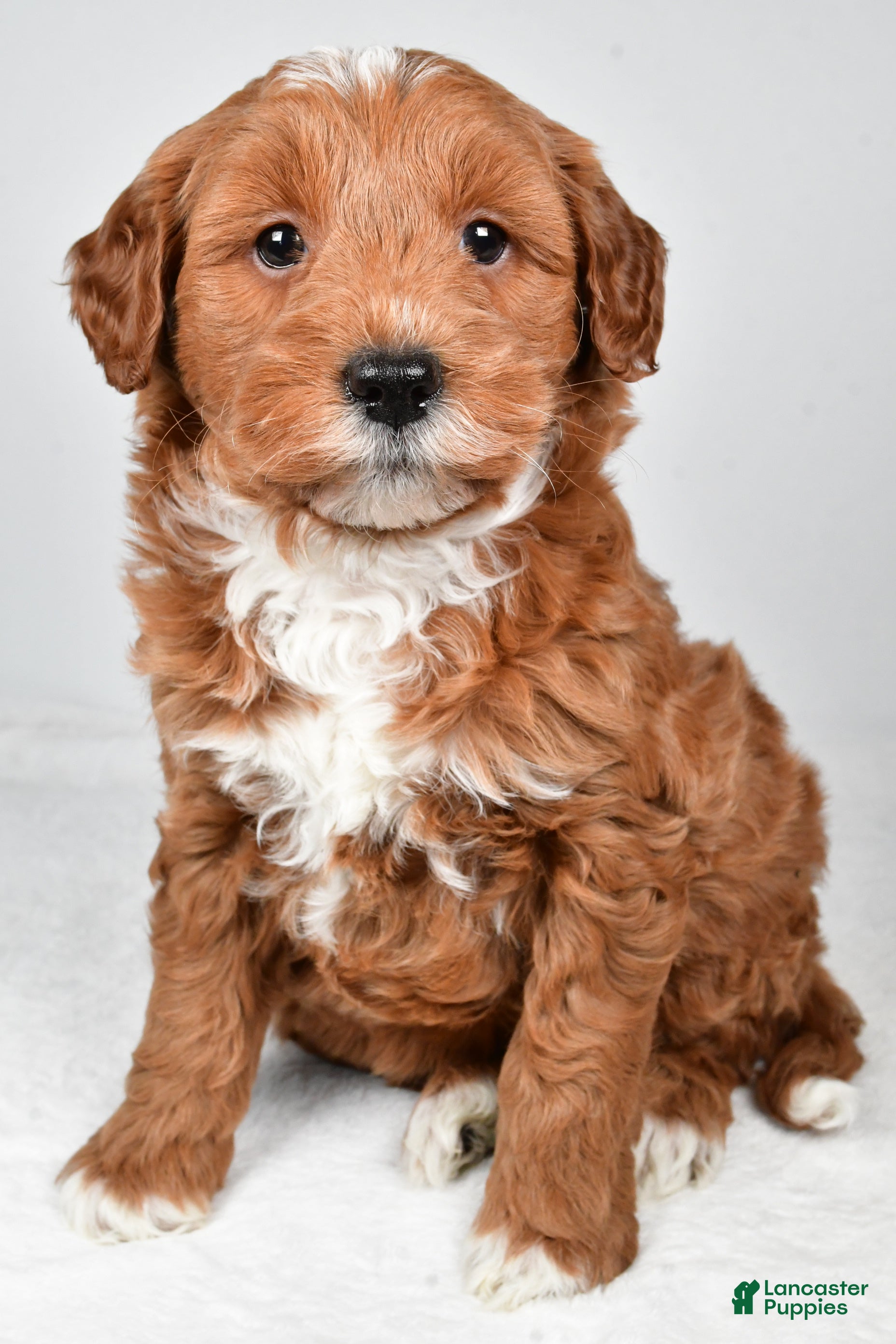 Mini Goldendoodle dogs Asher - Ad 1