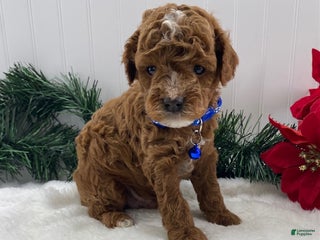 Toy Poodle dogs Ace - Ad 3