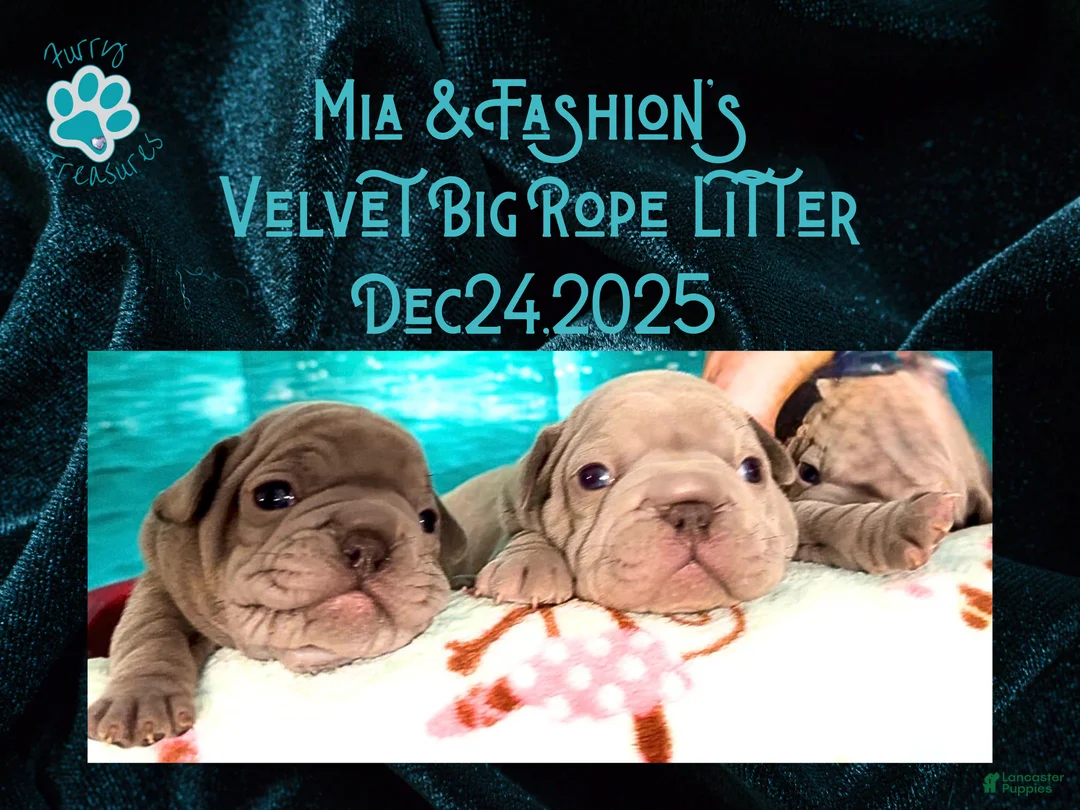 French Bulldog dogs for sale: Prestyn “Orange” Collar Male - Ad 11