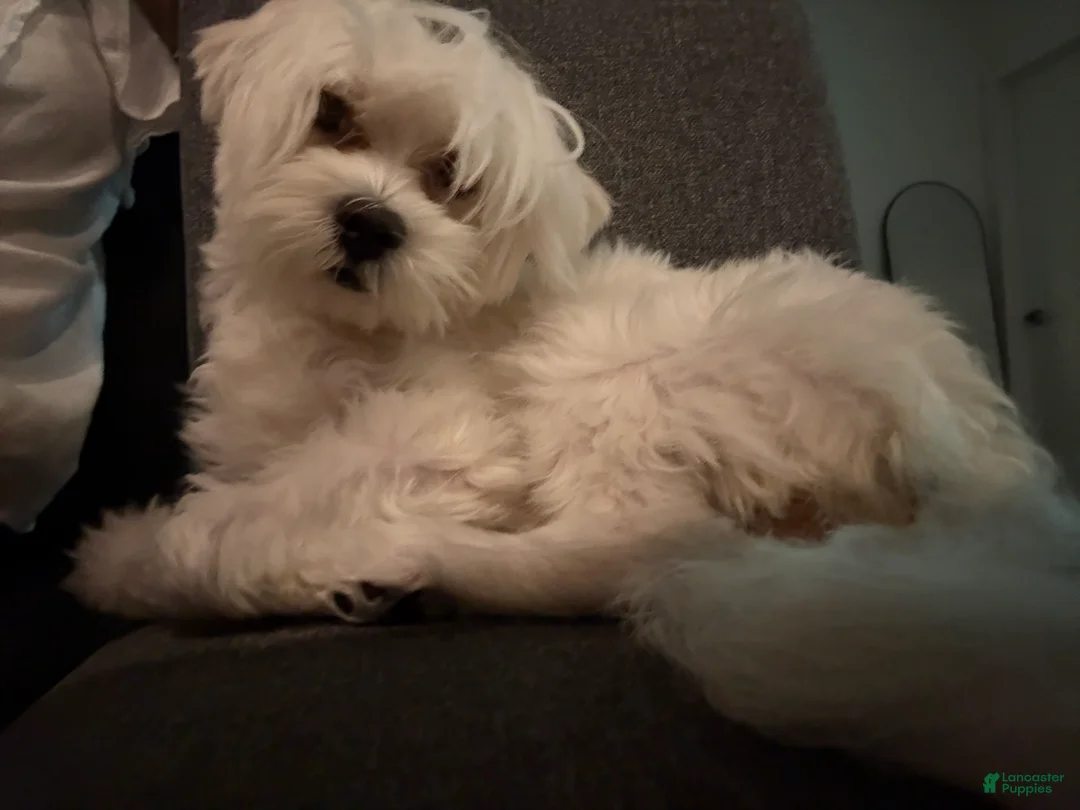 Maltipoo dogs for sale: Maltipoo 1 - Ad 2