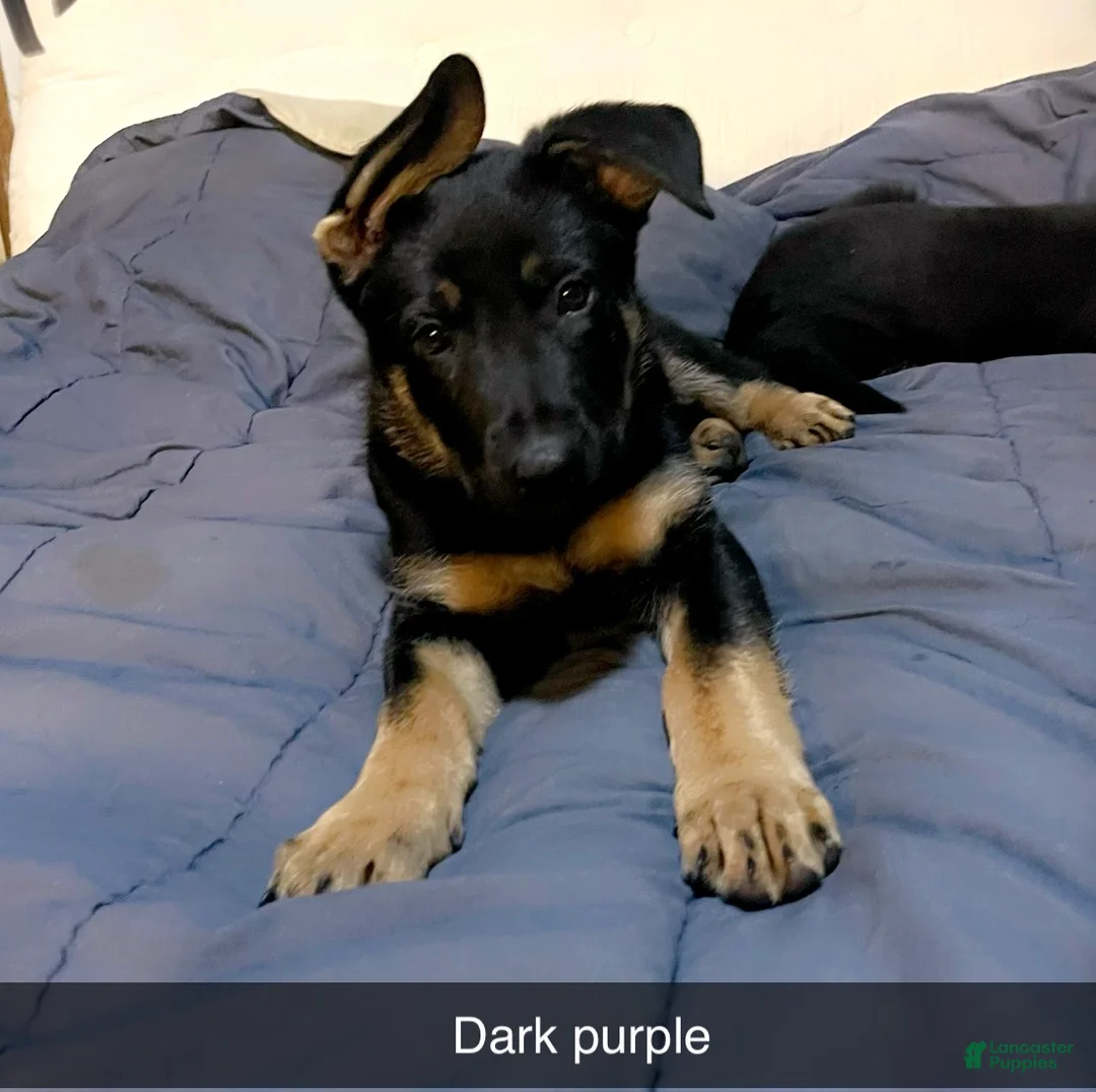 German Shepherd dogs for sale: German Shepherd Puppy 3 Dark purple  - Ad 2