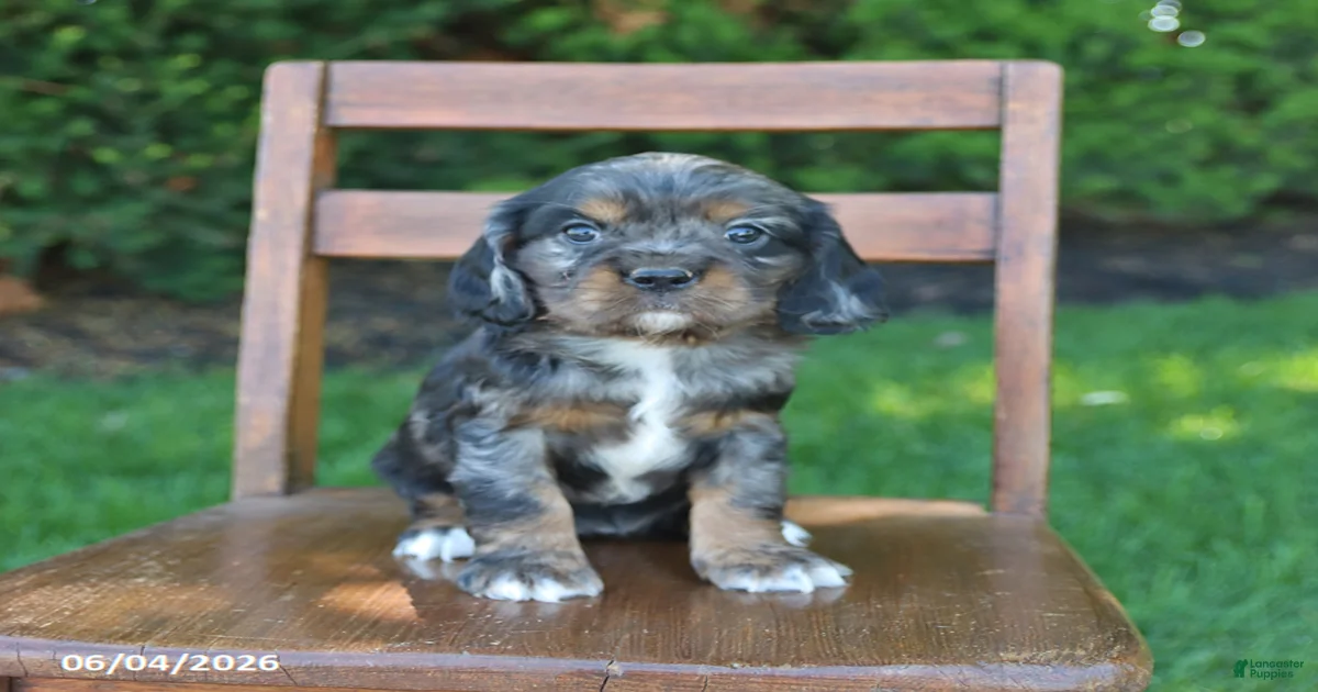 Merry Cocker様L Rose Cockalier for sale in Millersburg | Lancaster Puppies
