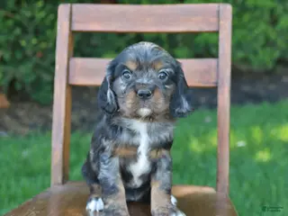 Cockalier dogs for sale: Rose - Ad 4