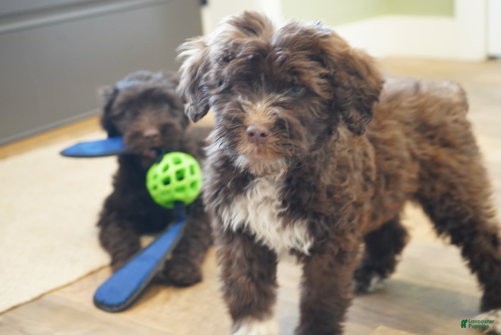 Portuguese Water Dog dogs Sofi  - Ad 3