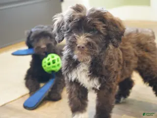 Portuguese Water Dog dogs Sofi - Ad 3