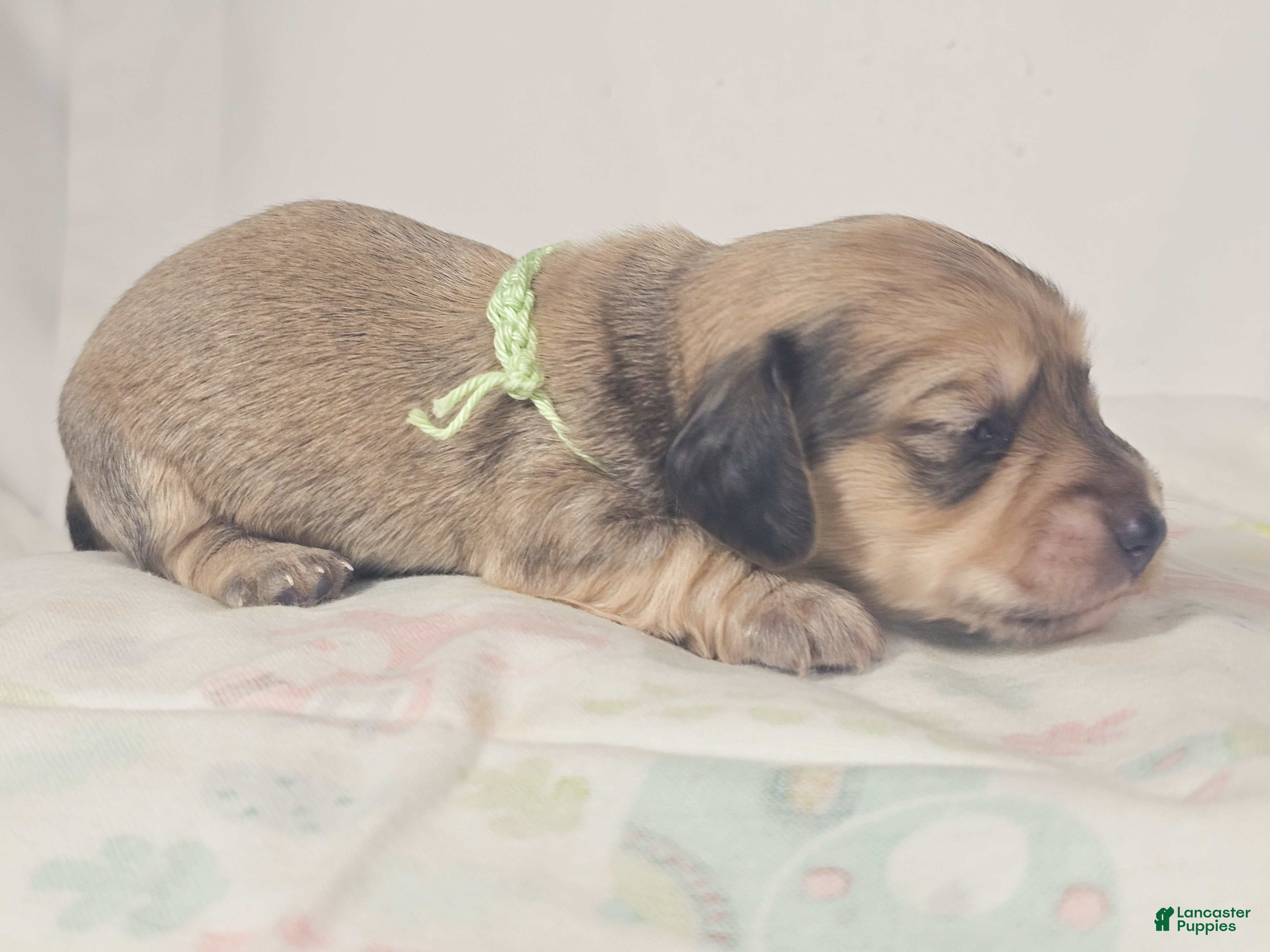 Miniature Dachshund dogs Pickles - Ad 13