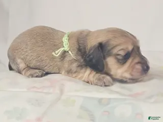 Miniature Dachshund dogs Pickles - Ad 13