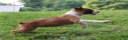 Boxer dogs for sale: Piper - Ad 12