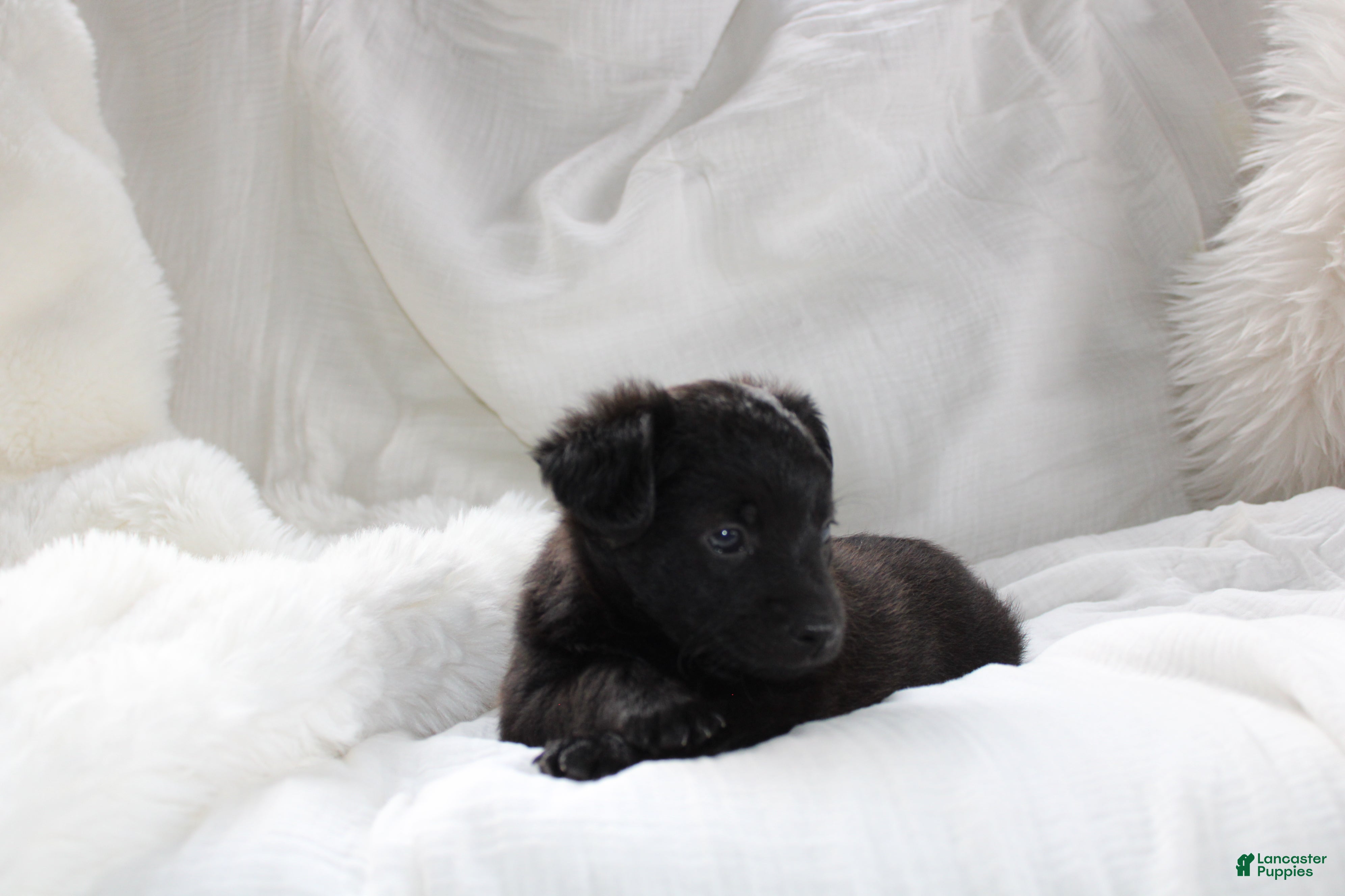 Mixed Breed dogs Riley - Ad 2