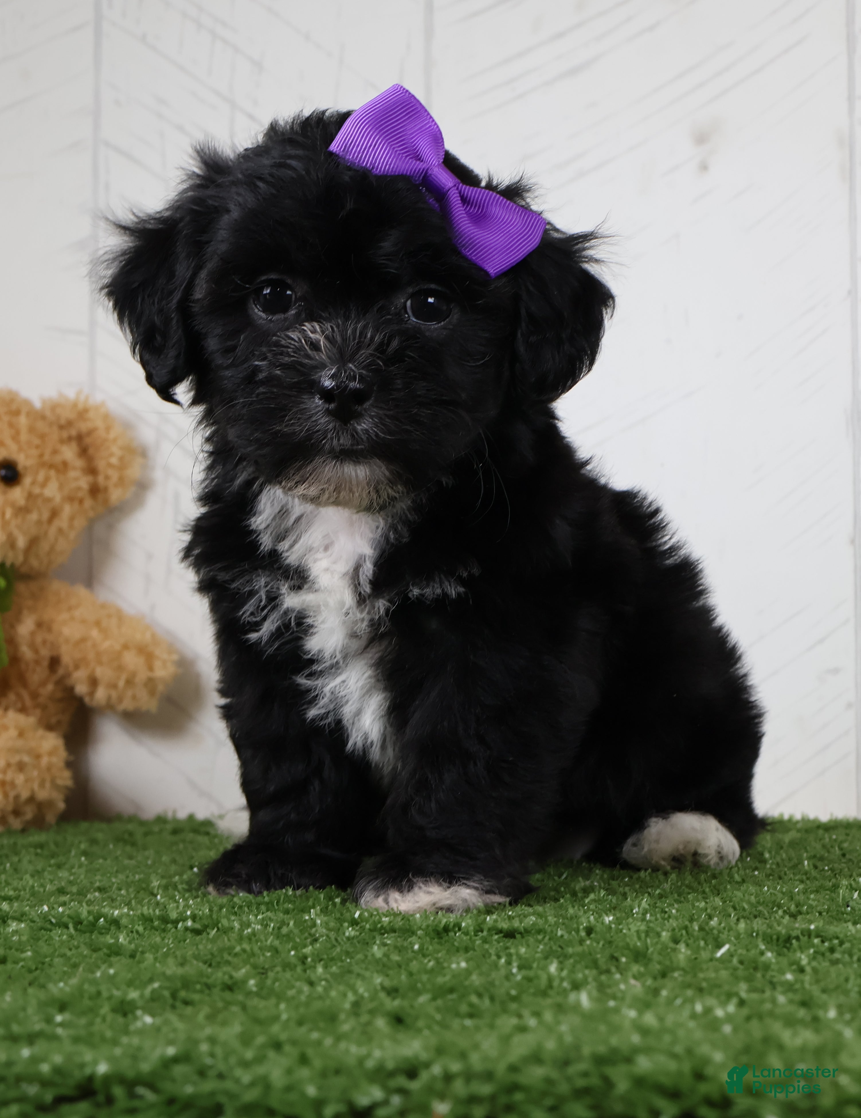 Teddy Bear dogs Stacey - Ad 2