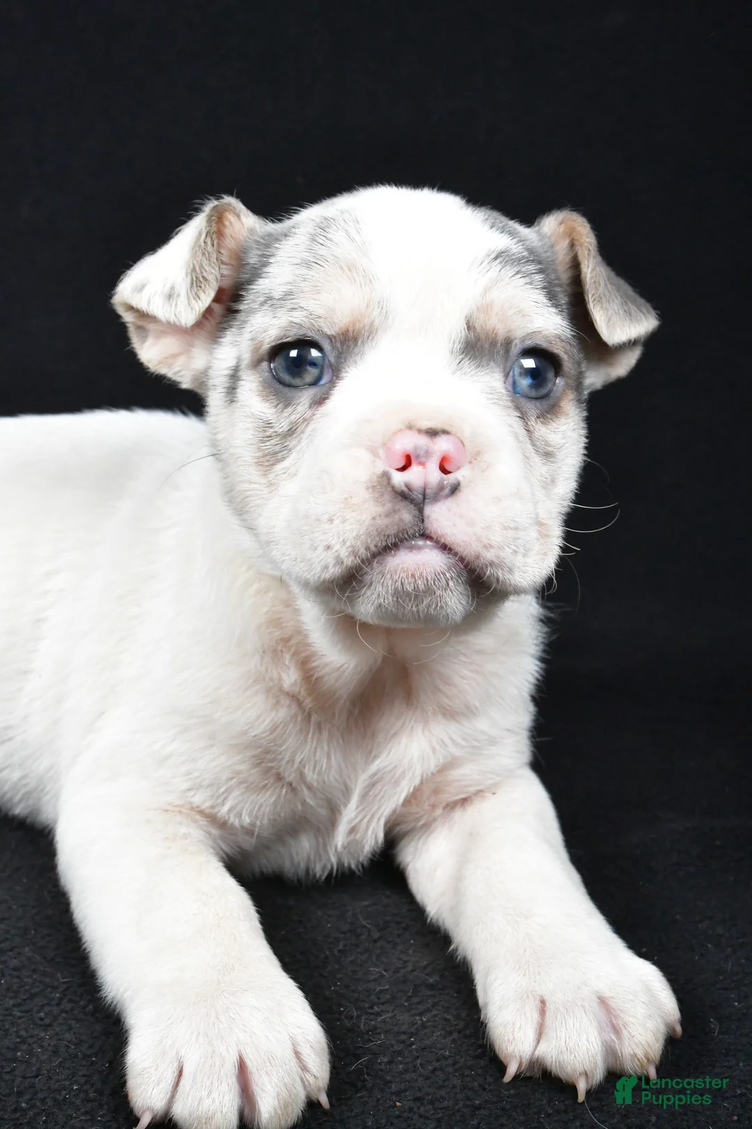 Beabull dogs for sale: Pedro - Ad 3