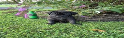 Great Dane dogs for sale: Diva Denise - Ad 11