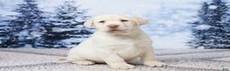 Labrador Retriever dogs for sale: River - Ad 3