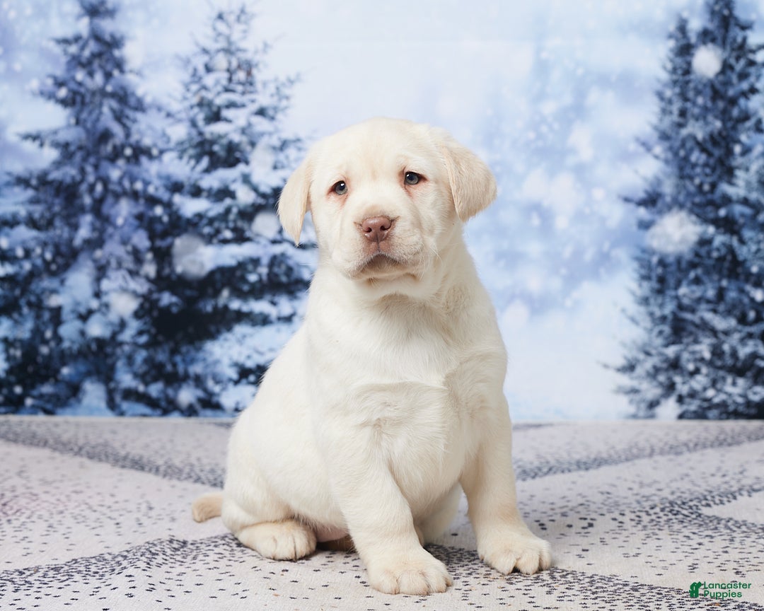 Labrador Retriever dogs for sale: River - Ad 3