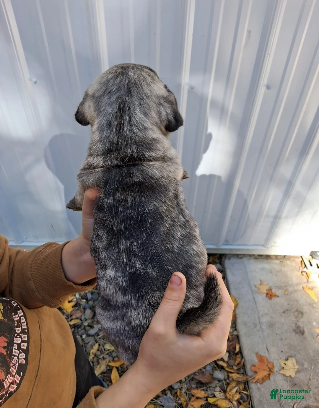 Pug dogs for sale: Camo - Ad 2