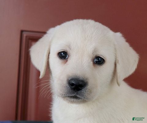 Labrador Retriever dogs Jana - Champ lines - Ad 8