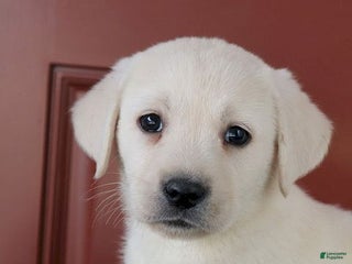 Labrador Retriever dogs Jana - Champ lines - Ad 4