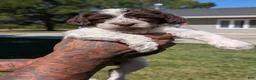 Mixed Breed dogs for sale: NOVA - Ad 3