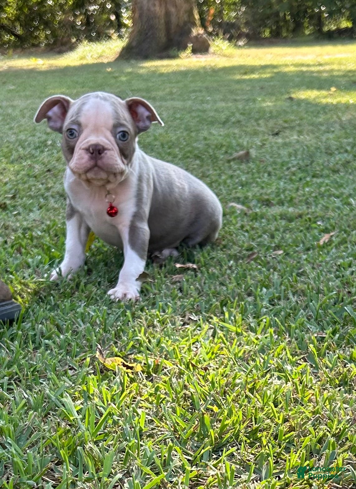 Boston Terrier dogs Dusty - Ad 1