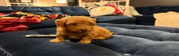 Aussiedoodle dogs for sale: Chunk - Ad 3