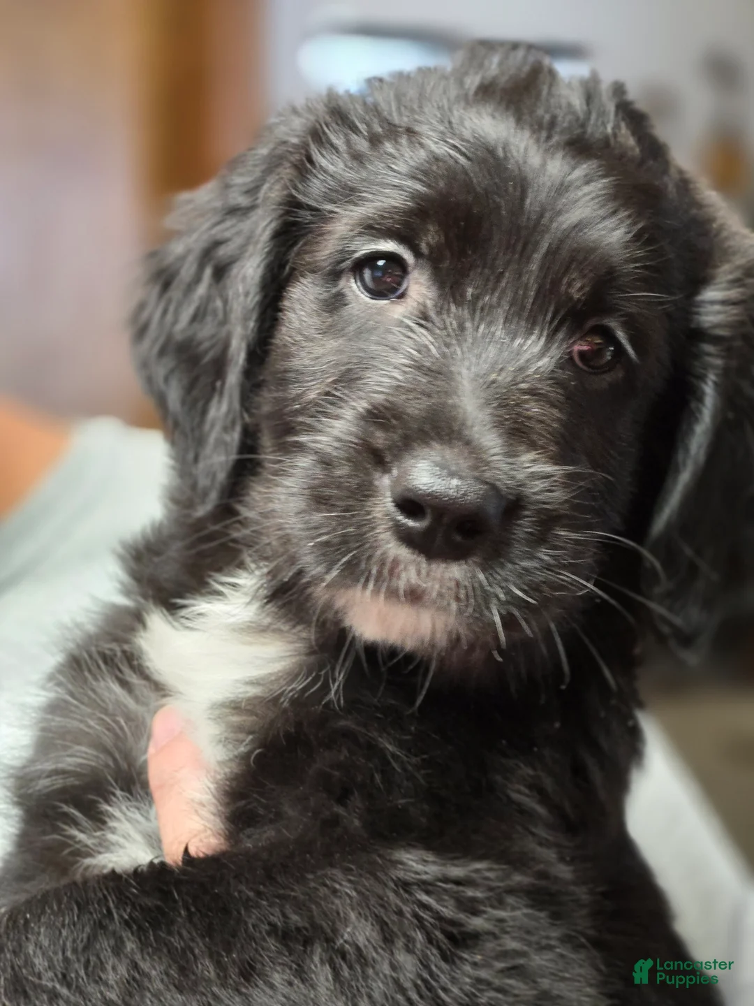 Mixed Breed dogs for sale: Stash - Ad 2