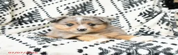 Miniature Australian Shepherd dogs for sale: Maisie - Ad 3