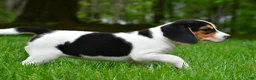 Beagle dogs for sale: Bee - Ad 7