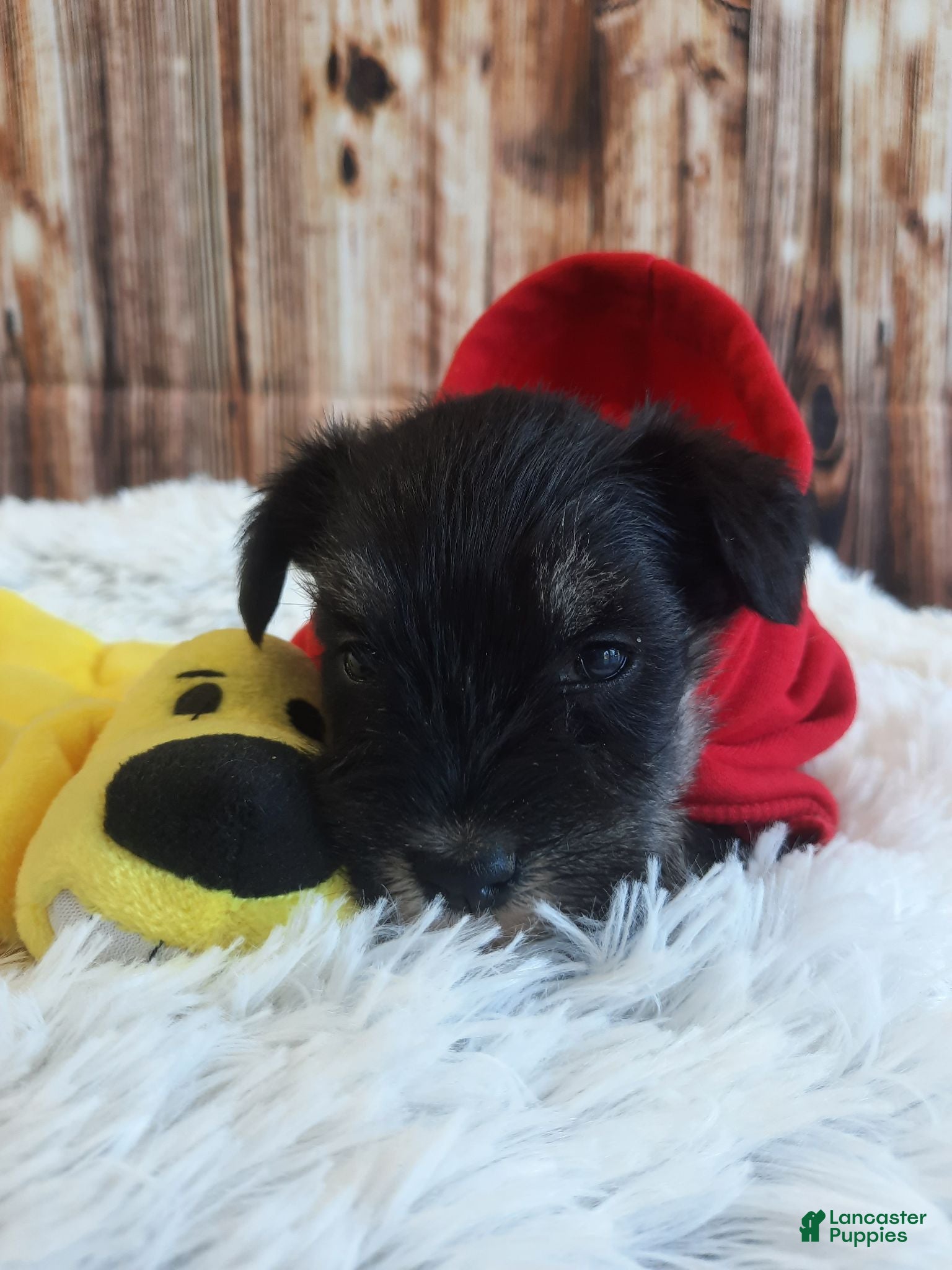 Miniature Schnauzer dogs AKC Cutie Pie - Ad 2