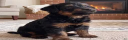 Yorkshire Terrier dogs for sale: Angel - Ad 8