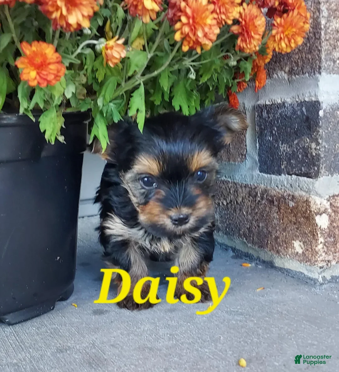 Yorkshire Terrier dogs for sale: Daisy - Ad 1