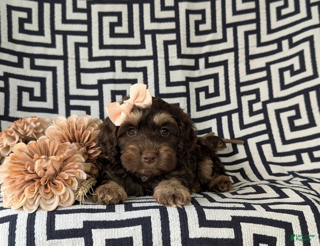 Cockapoo dogs for sale: Anika - Ad 5