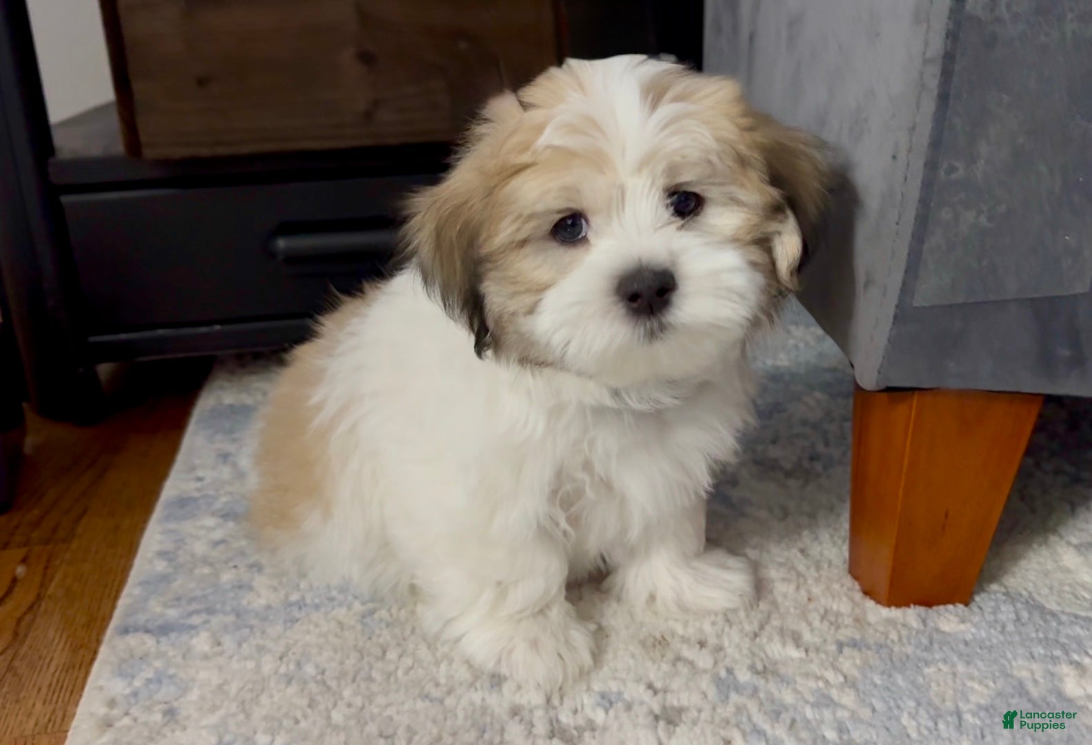Malshi dogs for sale:  Brian - Fluffy Teddy Bear Malshi Puppy - Ad 1