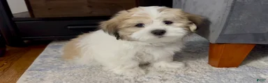  Brian - Fluffy Teddy Bear Malshi Puppy
