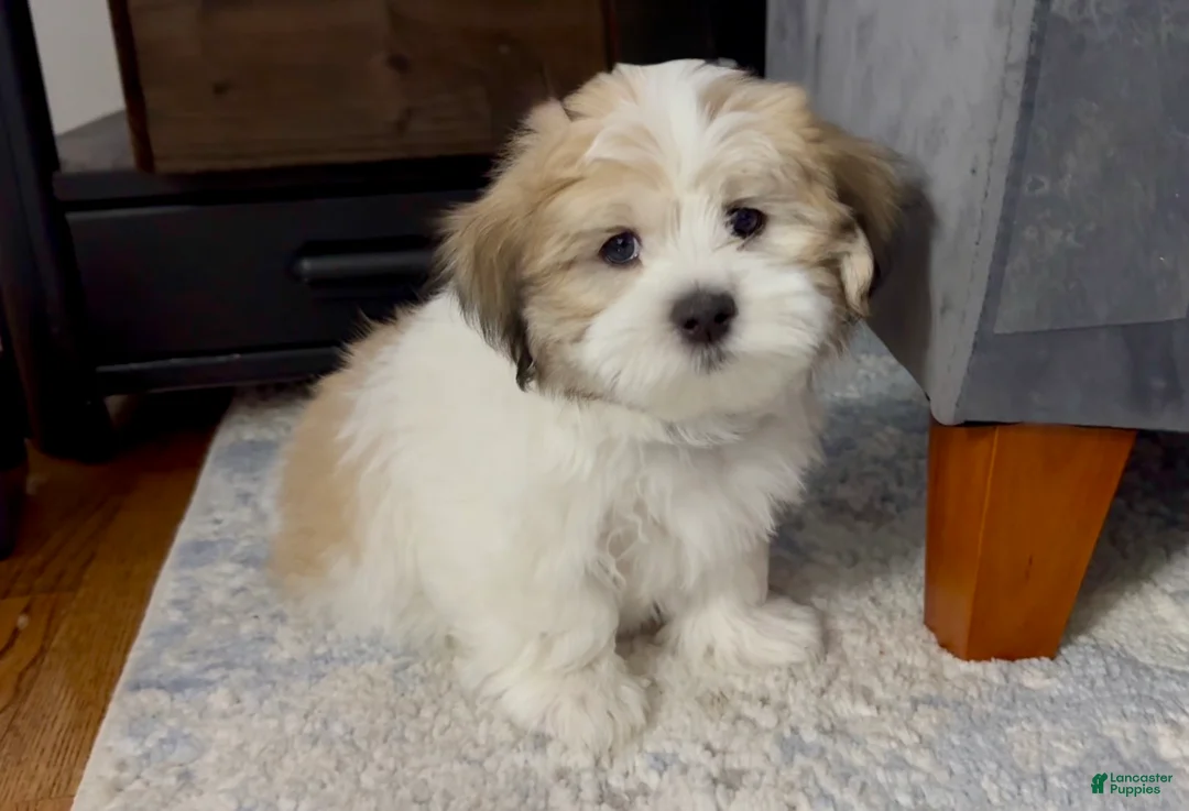 Malshi dogs for sale:  Brian - Fluffy Teddy Bear Malshi Puppy - Ad 1