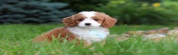Cavapoo dogs for sale: Cody - Ad 8