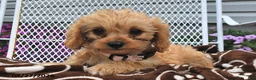 Cavapoo dogs for sale: Cassie   - Ad 4