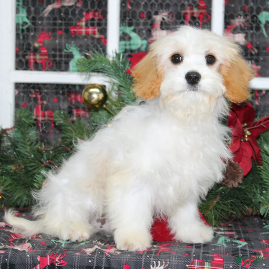 Cavachon dogs for sale: Mars - Ad 2