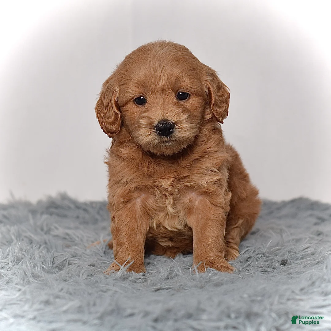 Mini Goldendoodle dogs for sale: Ms. Marcy - Ad 1