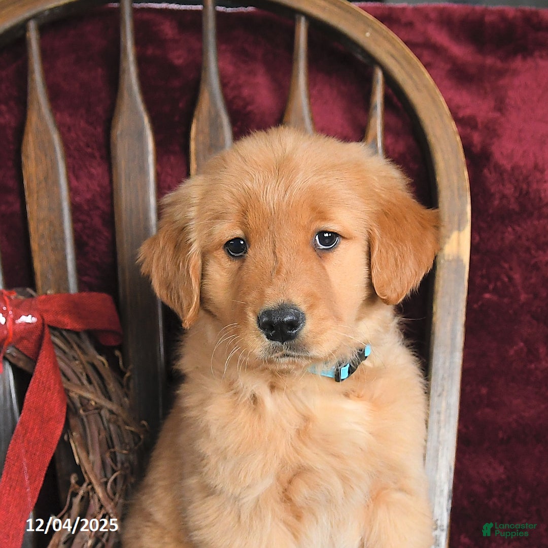 Golden Retriever dogs for sale: Jingle Bells - Ad 2