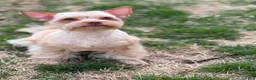 Yorkshire Terrier dogs for sale: Milo - Ad 7