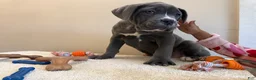 Cane Corso dogs for sale: Cane Corso Puppy 1 - Ad 5